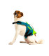 Jobe Pet Vest Lime Teal